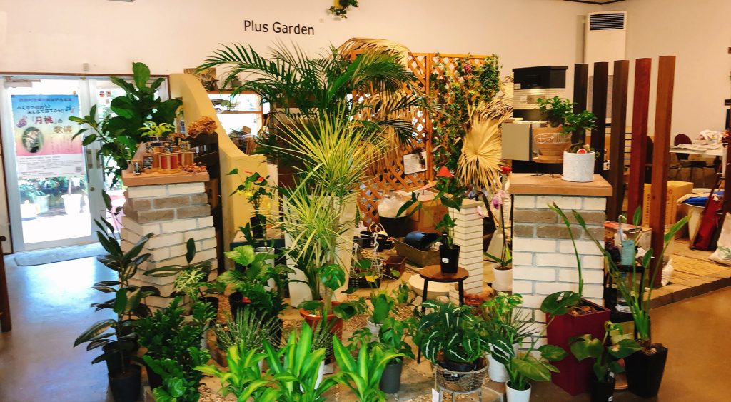 観葉植物を買うならココがおすすめ！『Plus Garden』｜中頭郡西原町字翁長 / CELEBRATIONS maki