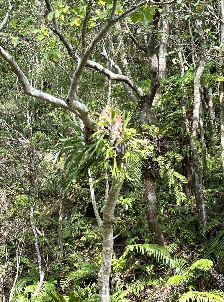 嘉数ゆりオススメ！自然がいっぱい！亜熱帯の森で遊べる、体験できる『ビオスの丘 』｜うるま市石川